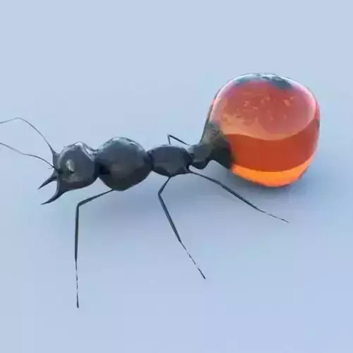 Honey Ant 3D model