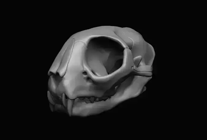 Cat Skull 