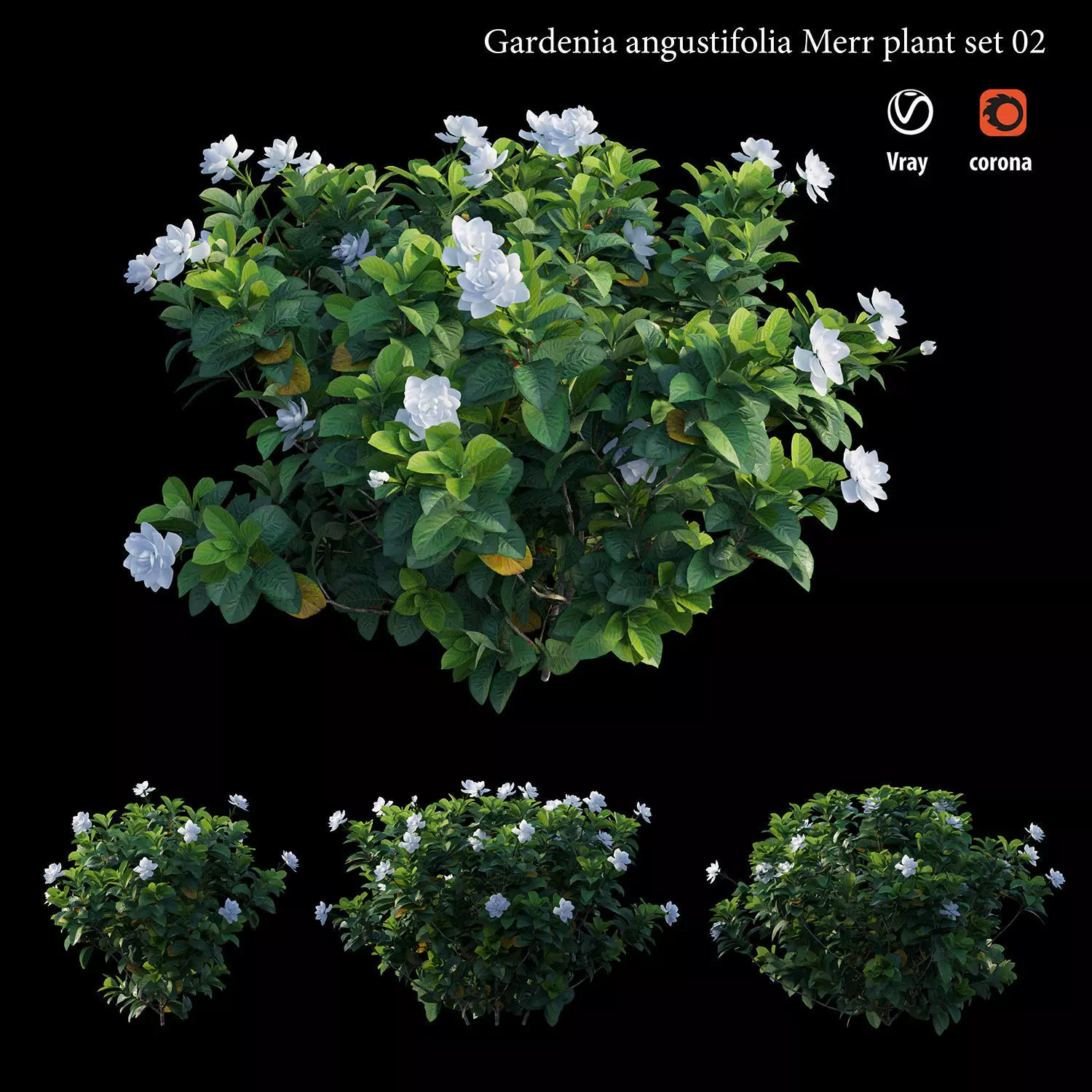 Gardenia angustifolia merr  Plant set 02 3D model_0
