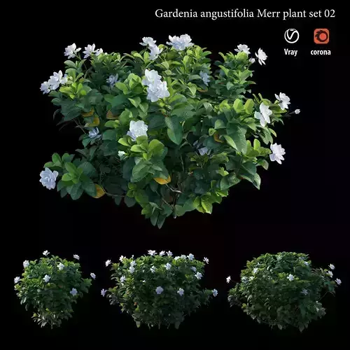 Gardenia angustifolia merr  Plant set 02 3D model