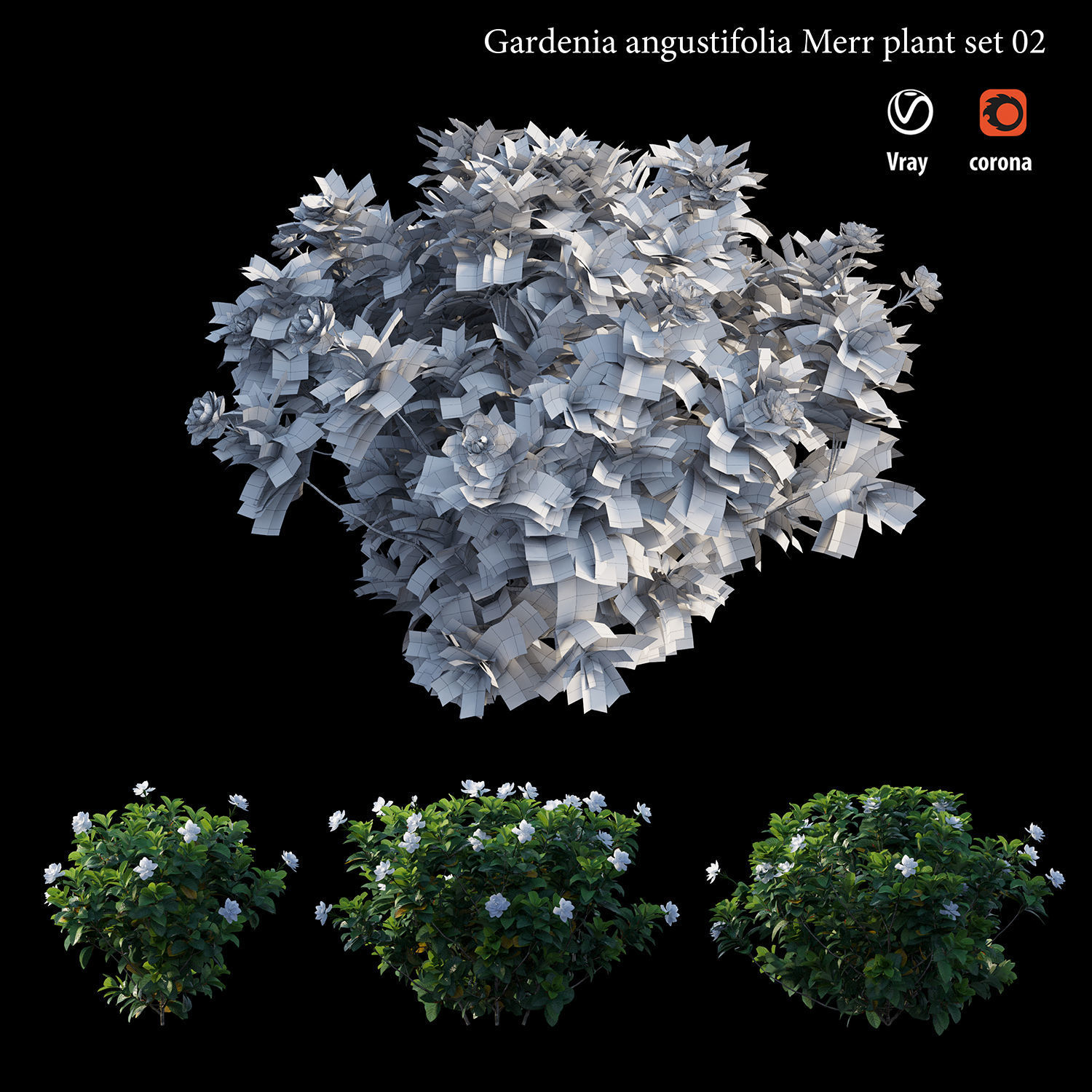 Gardenia angustifolia merr  Plant set 02 3D model_5