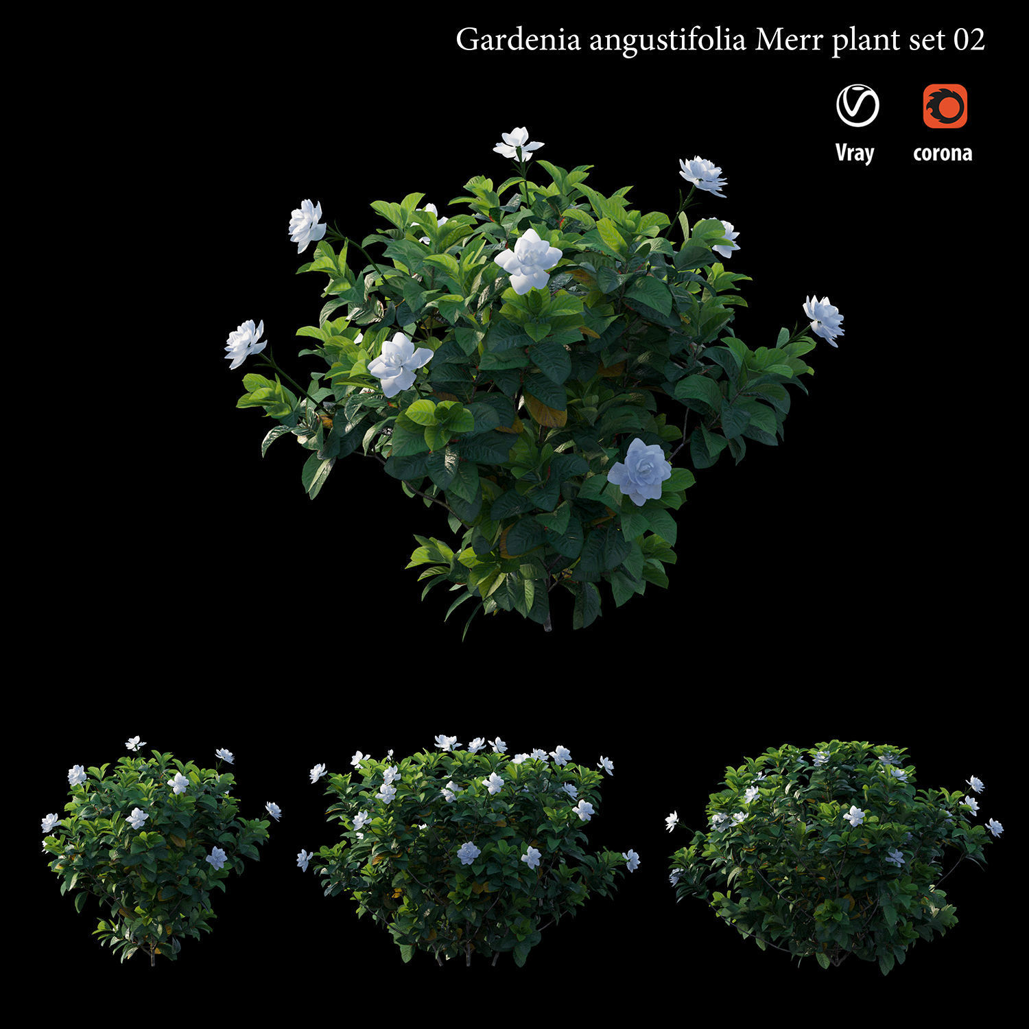 Gardenia angustifolia merr  Plant set 02 3D model_4