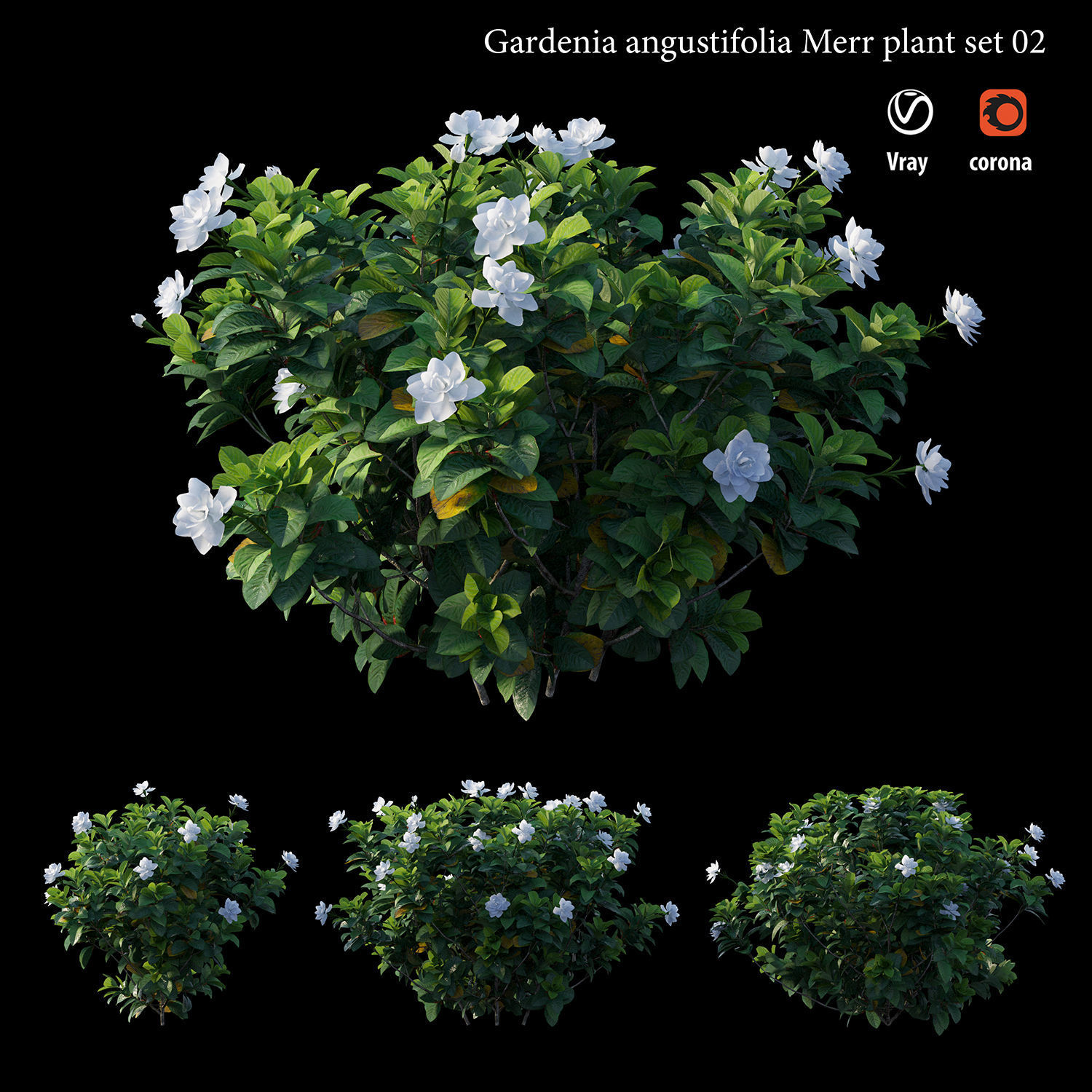 Gardenia angustifolia merr  Plant set 02 3D model_2