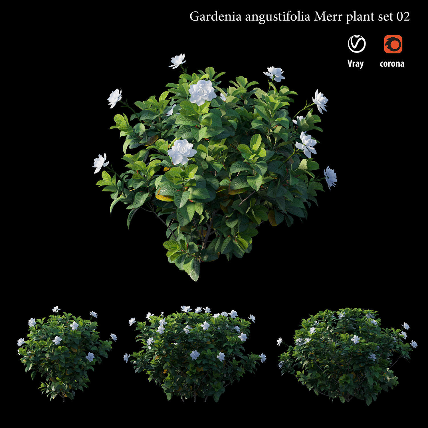 Gardenia angustifolia merr  Plant set 02 3D model_3