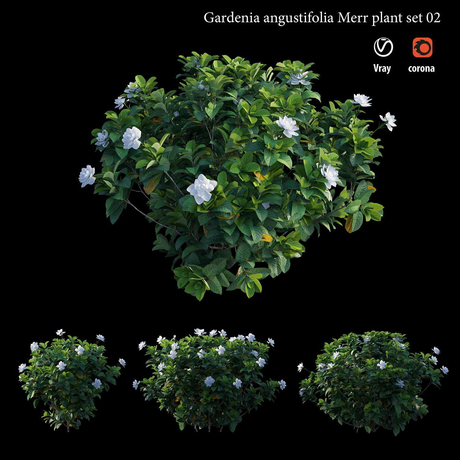 Gardenia angustifolia merr  Plant set 02 3D model_1