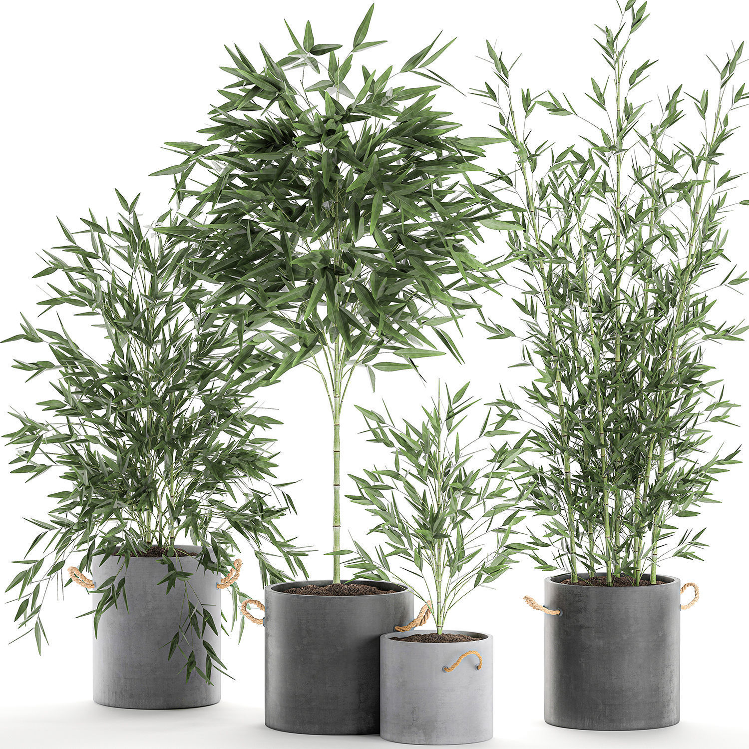 Bamboo bush for the interior in a black flowerpot 597 3D model_6