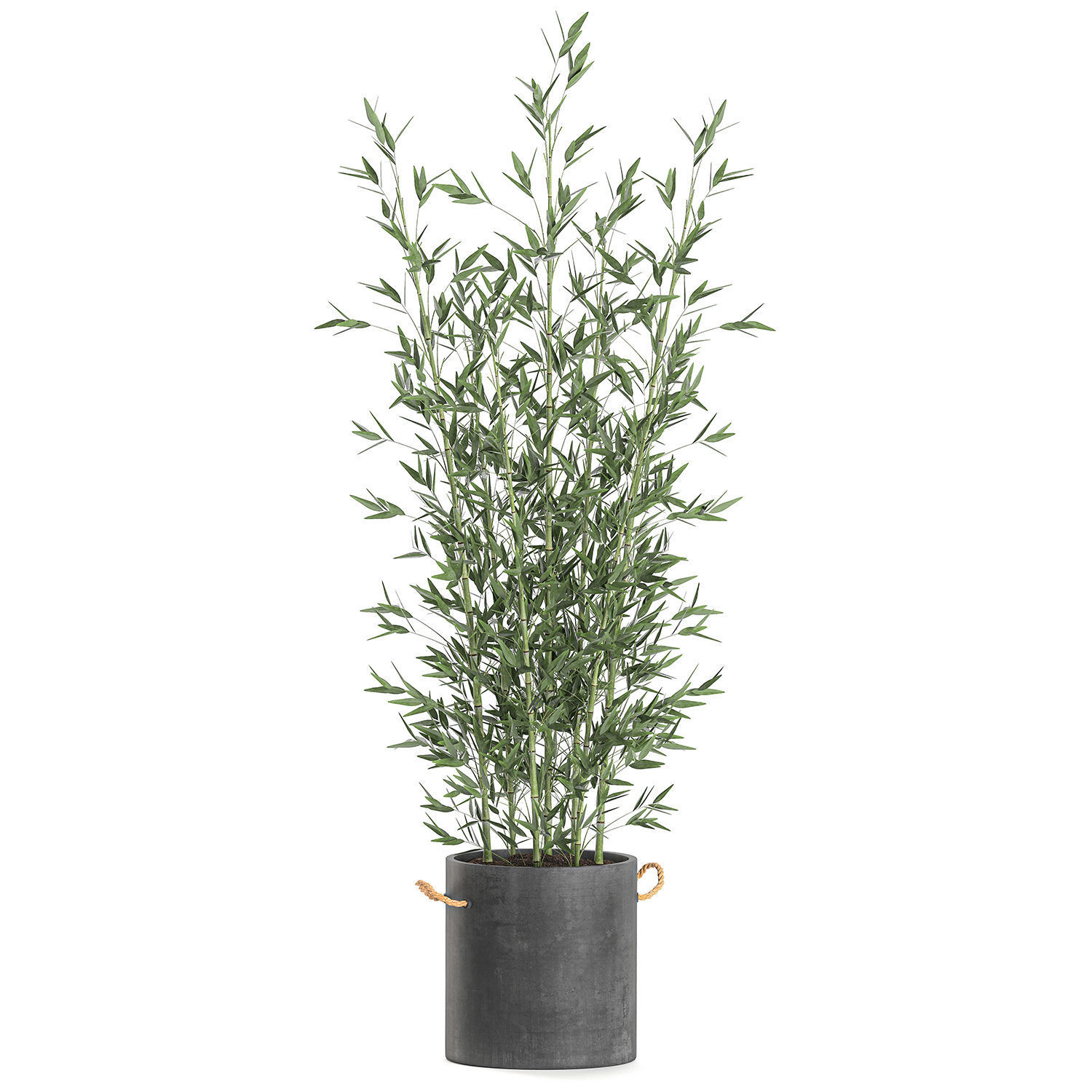 Bamboo bush for the interior in a black flowerpot 597 3D model_4