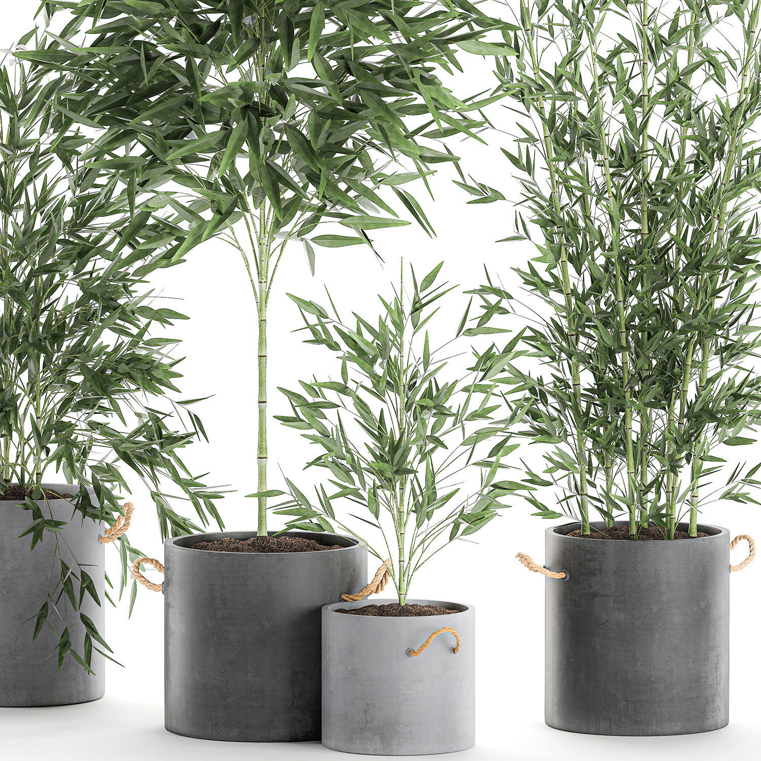 Bamboo bush for the interior in a black flowerpot 597 3D model_1