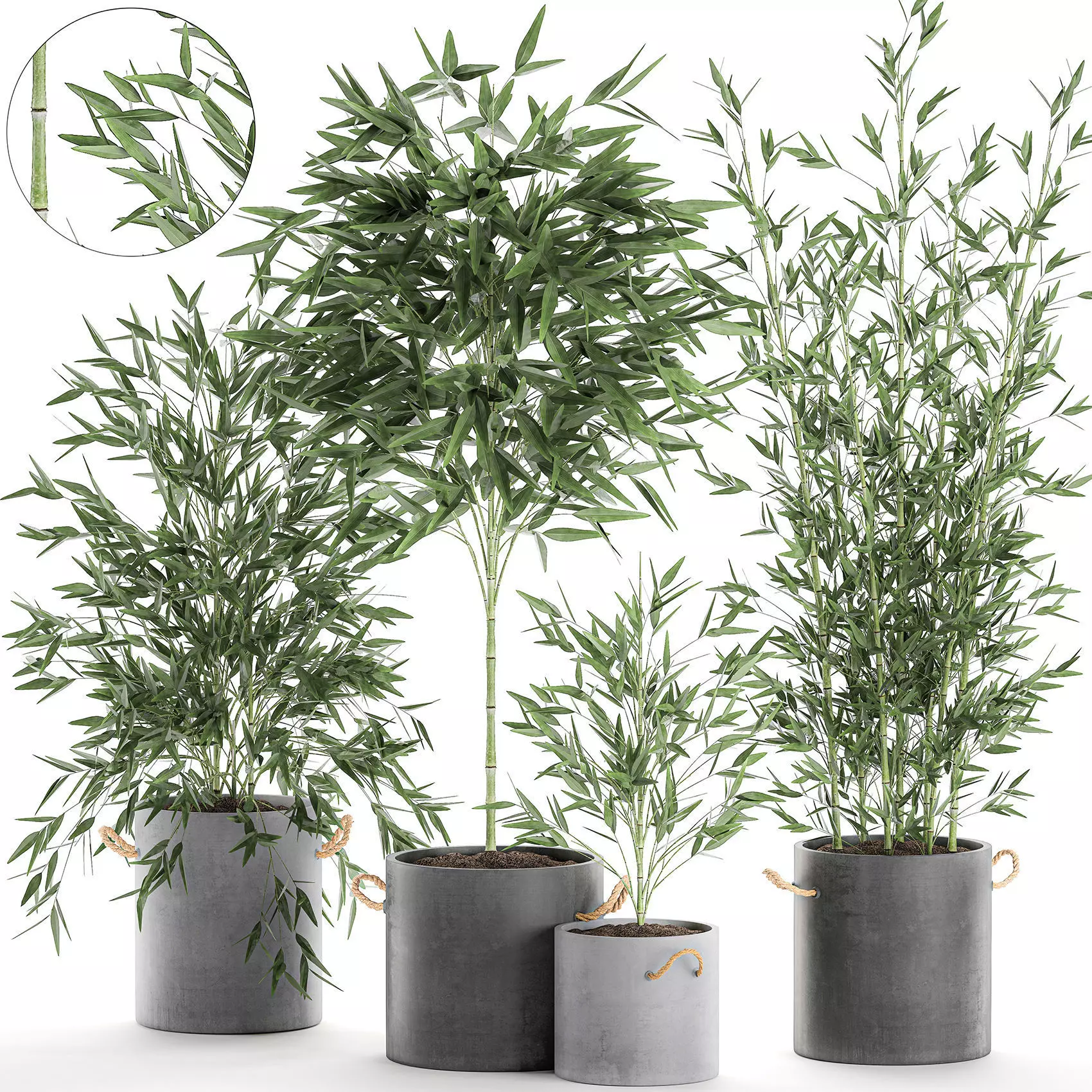 Bamboo bush for the interior in a black flowerpot 597 3D model_0
