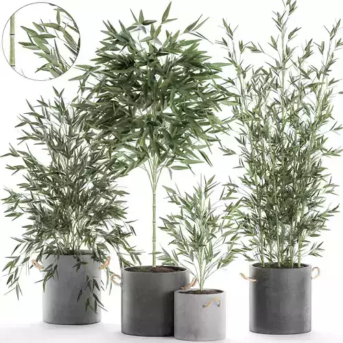 Bamboo bush for the interior in a black flowerpot 597 3D model