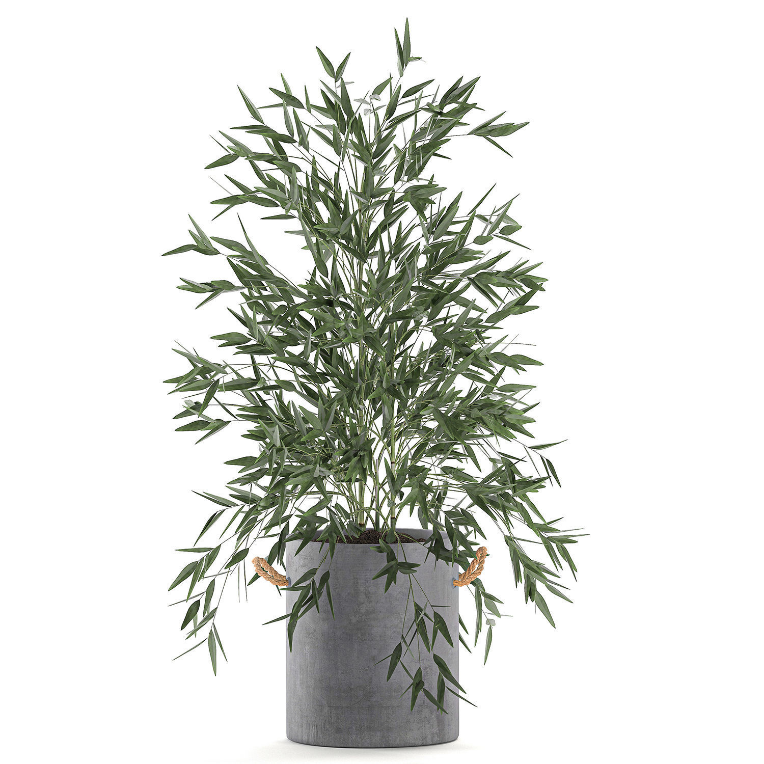 Bamboo bush for the interior in a black flowerpot 597 3D model_3