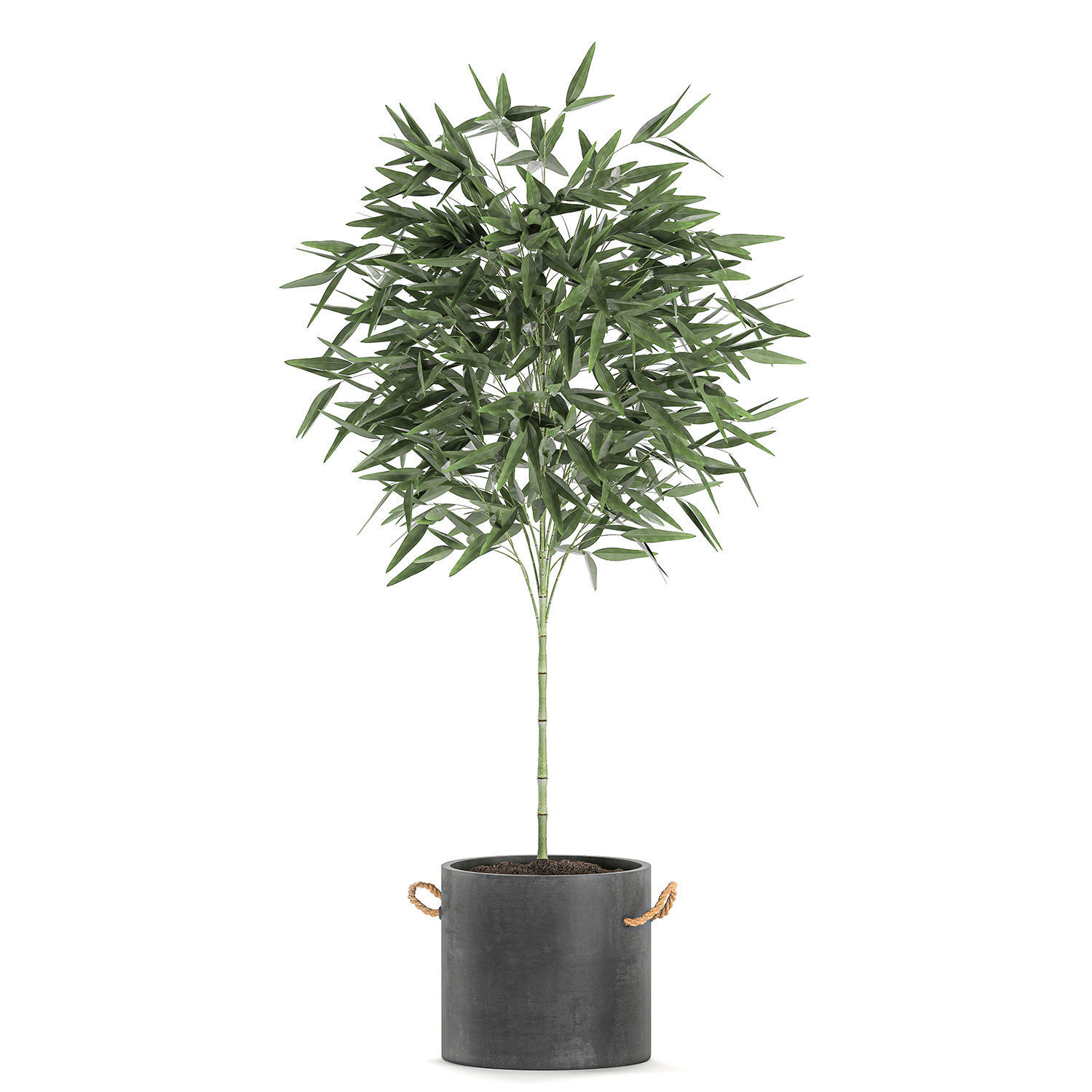 Bamboo bush for the interior in a black flowerpot 597 3D model_5
