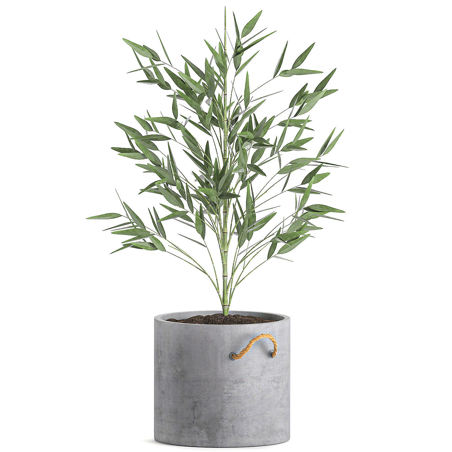 Bamboo bush for the interior in a black flowerpot 597 3D model_2