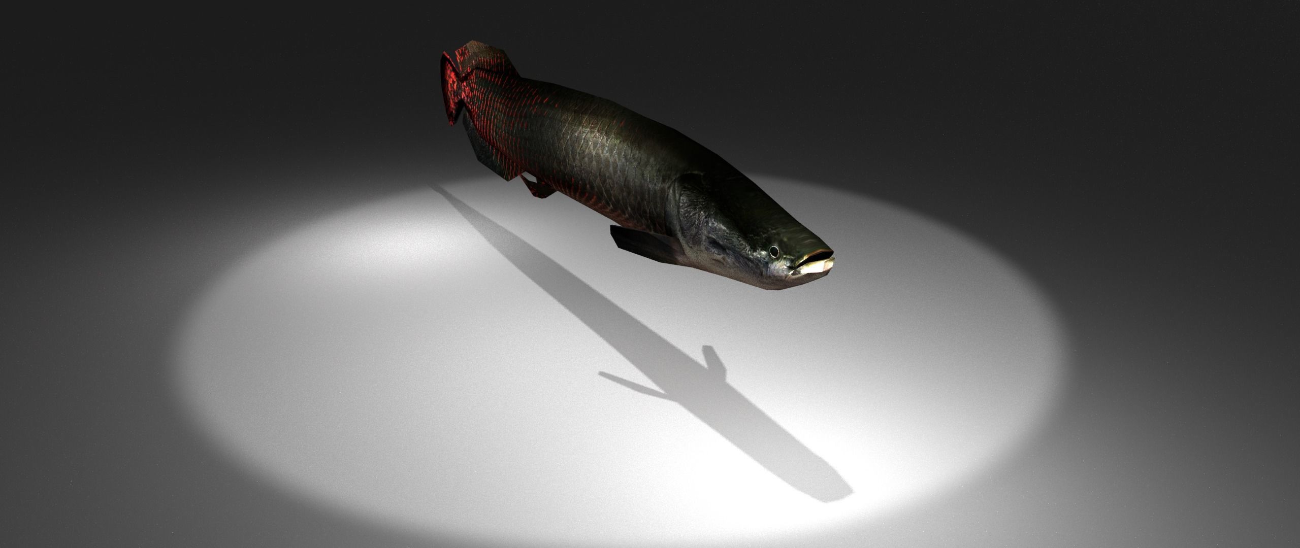 Arapaima fish with light shining Low-poly 3D model_4