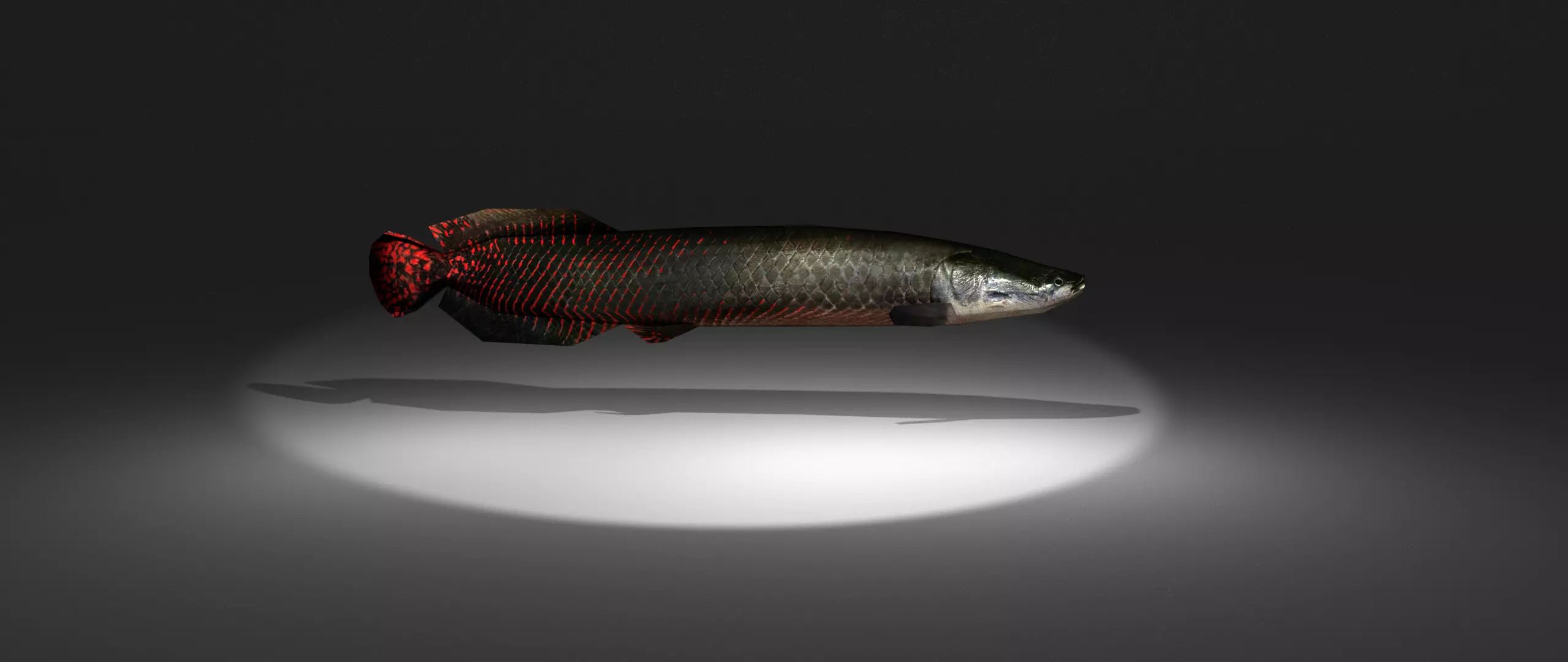Arapaima fish with light shining Low-poly 3D model_0