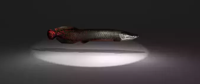 Arapaima fish with light shining