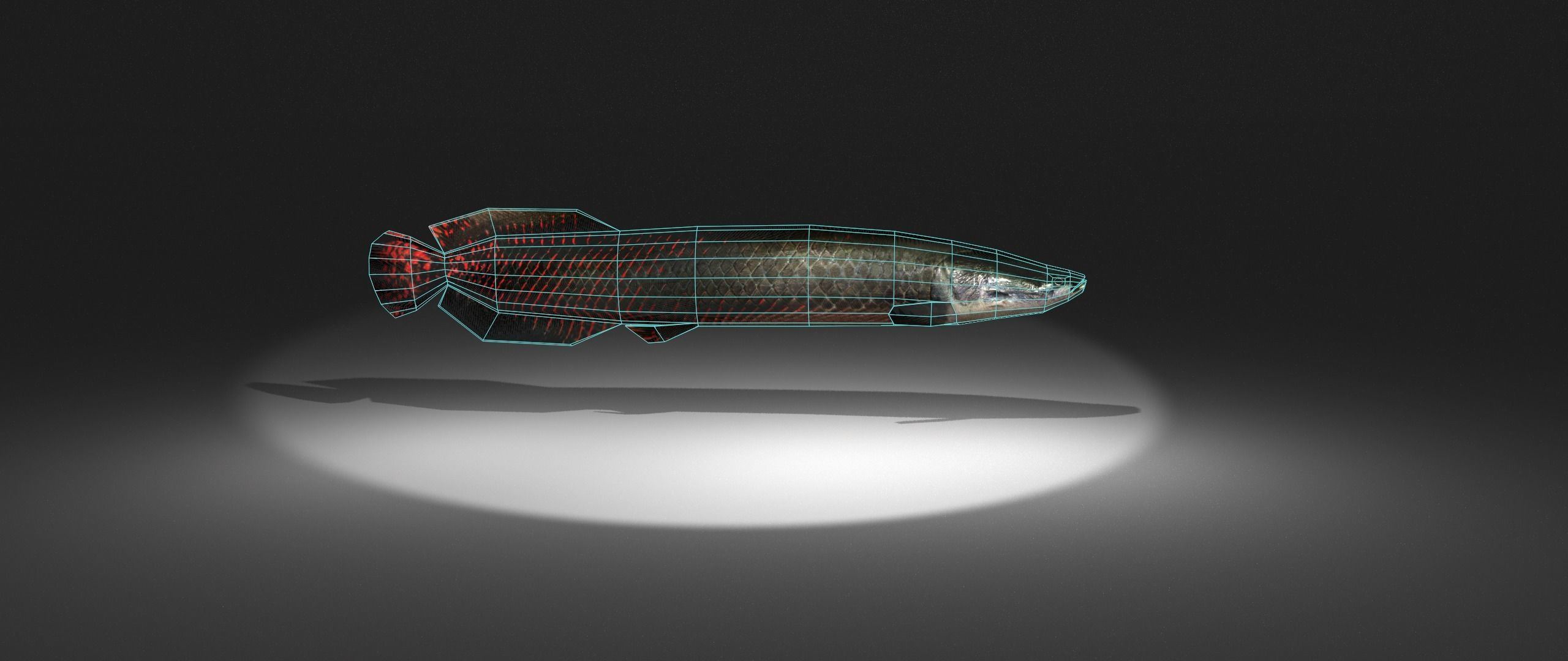 Arapaima fish with light shining Low-poly 3D model_1