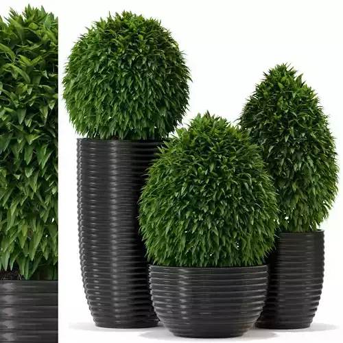 Plants collection 329