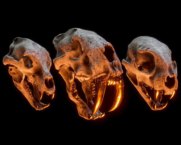  3D SKULL MODELS - PREDATORS PACK 3D model
