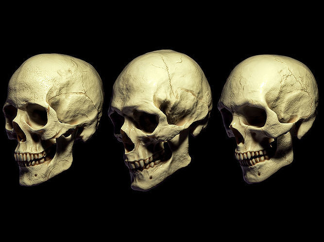 3D SKULL MODELS - HUMAN PACK 3D model