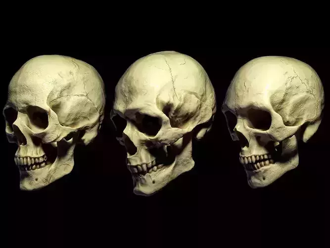3D SKULL MODELS - HUMAN PACK 3D model