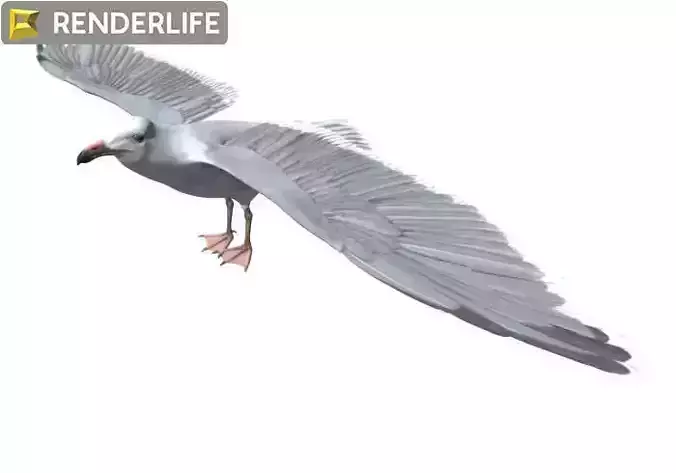 Seagull flying in air 3D model