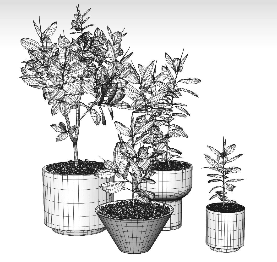 Plants and Planters  7  Ficus Elastica 3D model_7