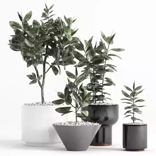 Plants and Planters  7  Ficus Elastica