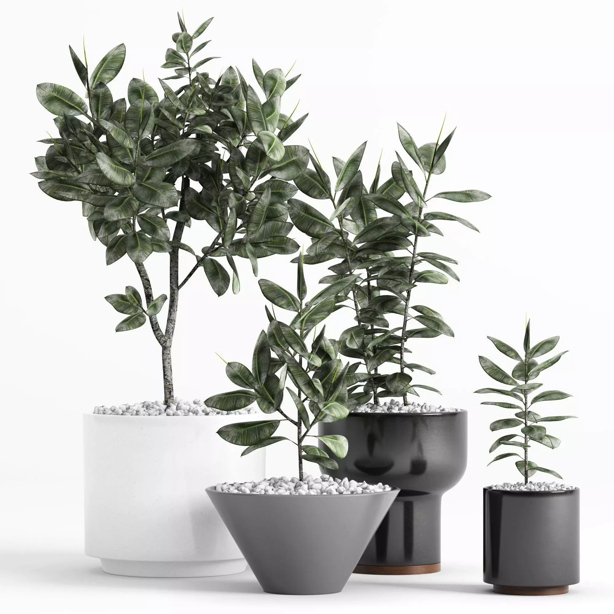 Plants and Planters  7  Ficus Elastica 3D model_0