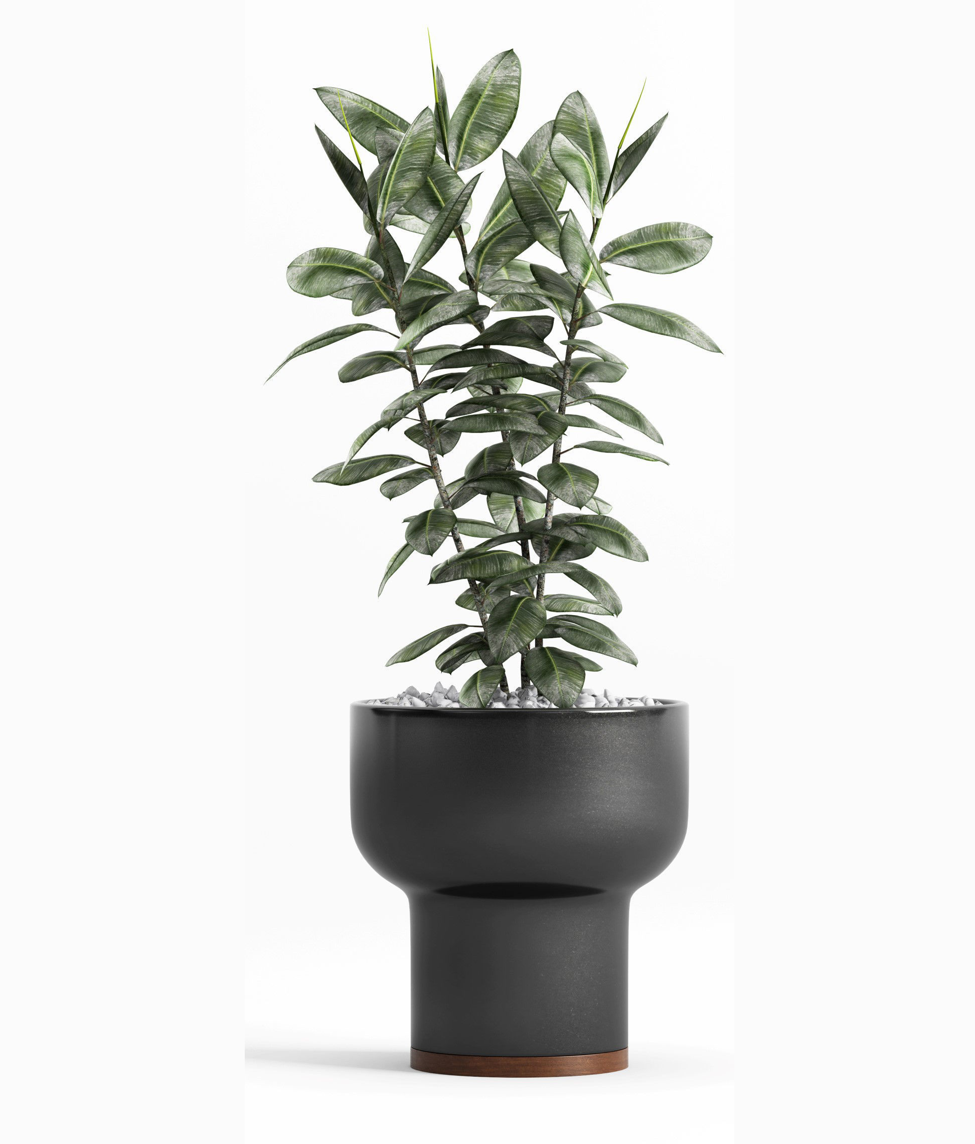 Plants and Planters  7  Ficus Elastica 3D model_4