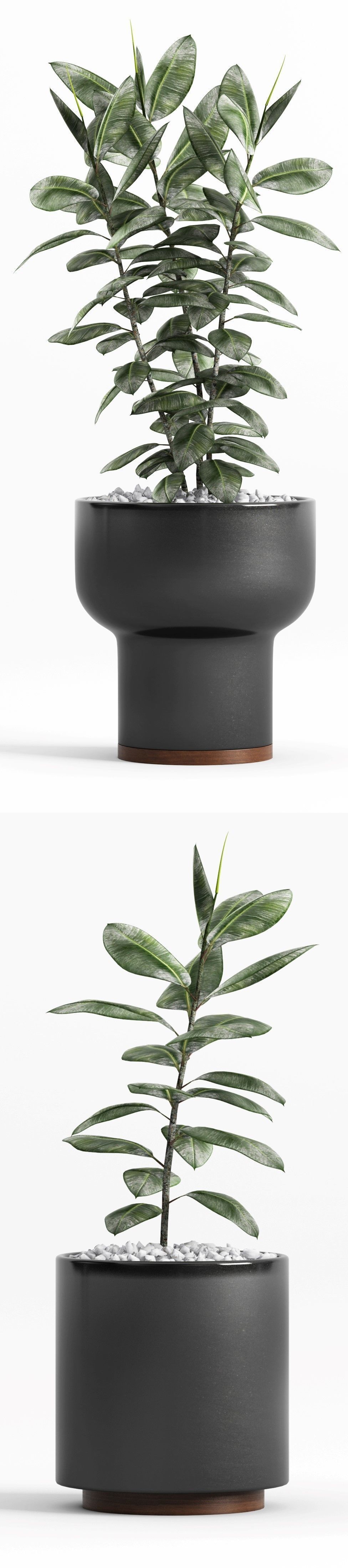 Plants and Planters  7  Ficus Elastica 3D model_6