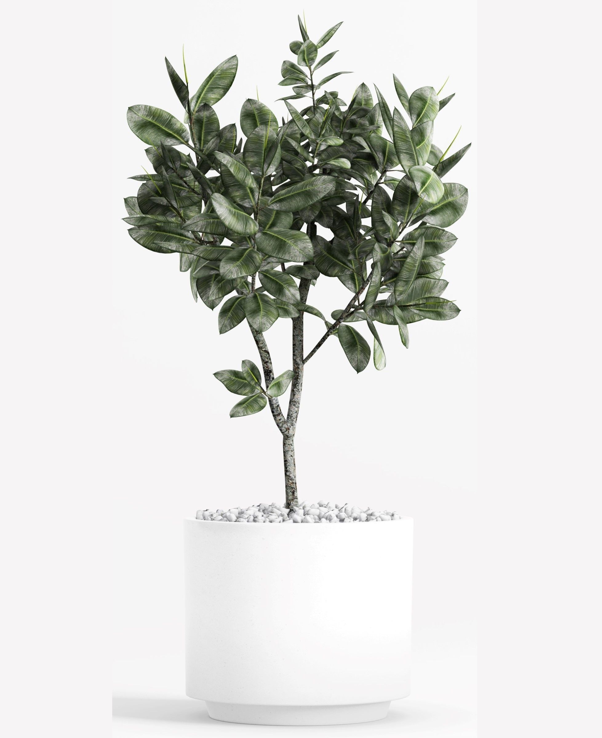Plants and Planters  7  Ficus Elastica 3D model_1