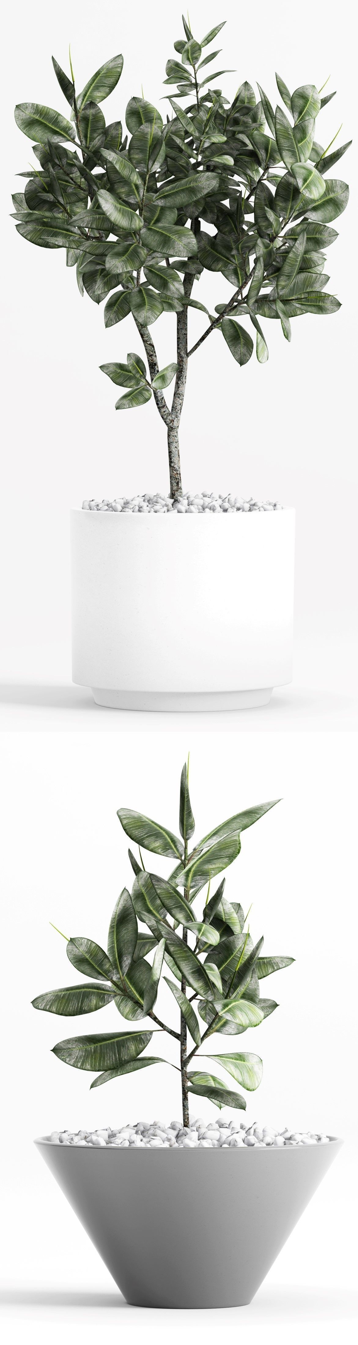 Plants and Planters  7  Ficus Elastica 3D model_5
