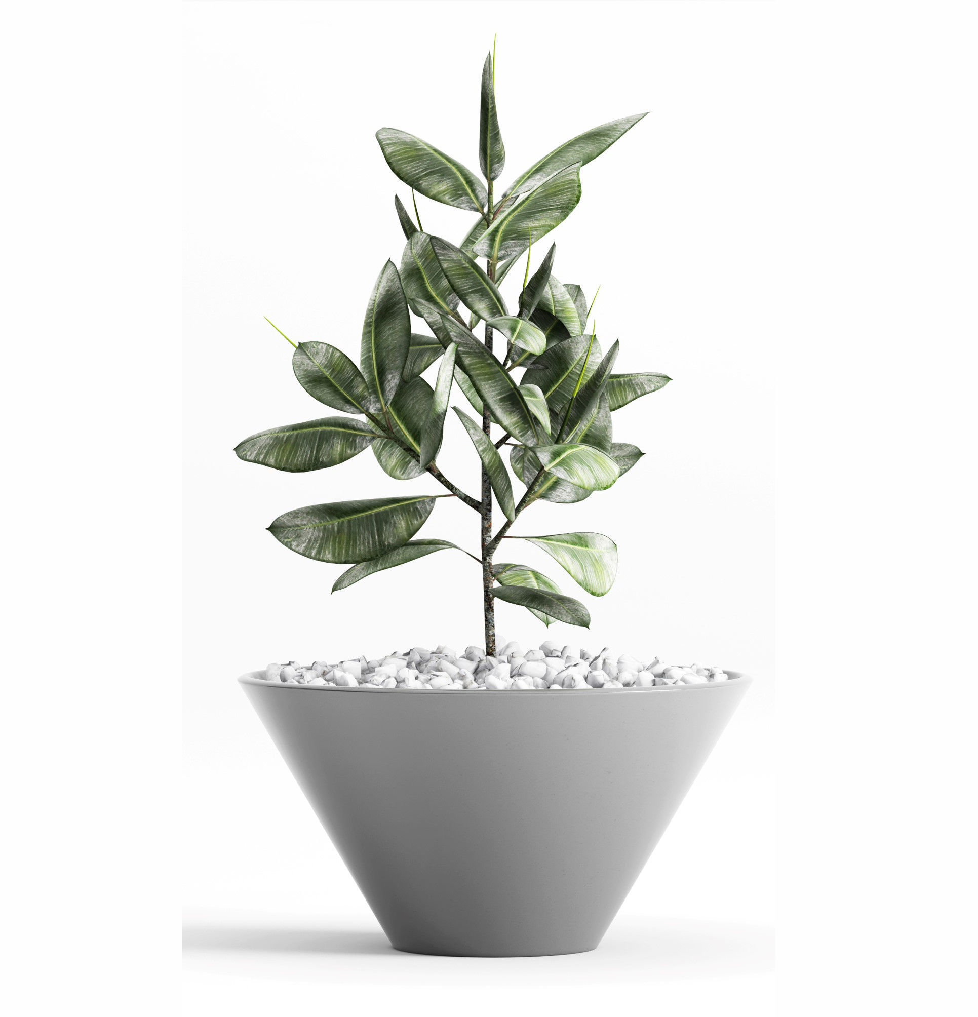 Plants and Planters  7  Ficus Elastica 3D model_3