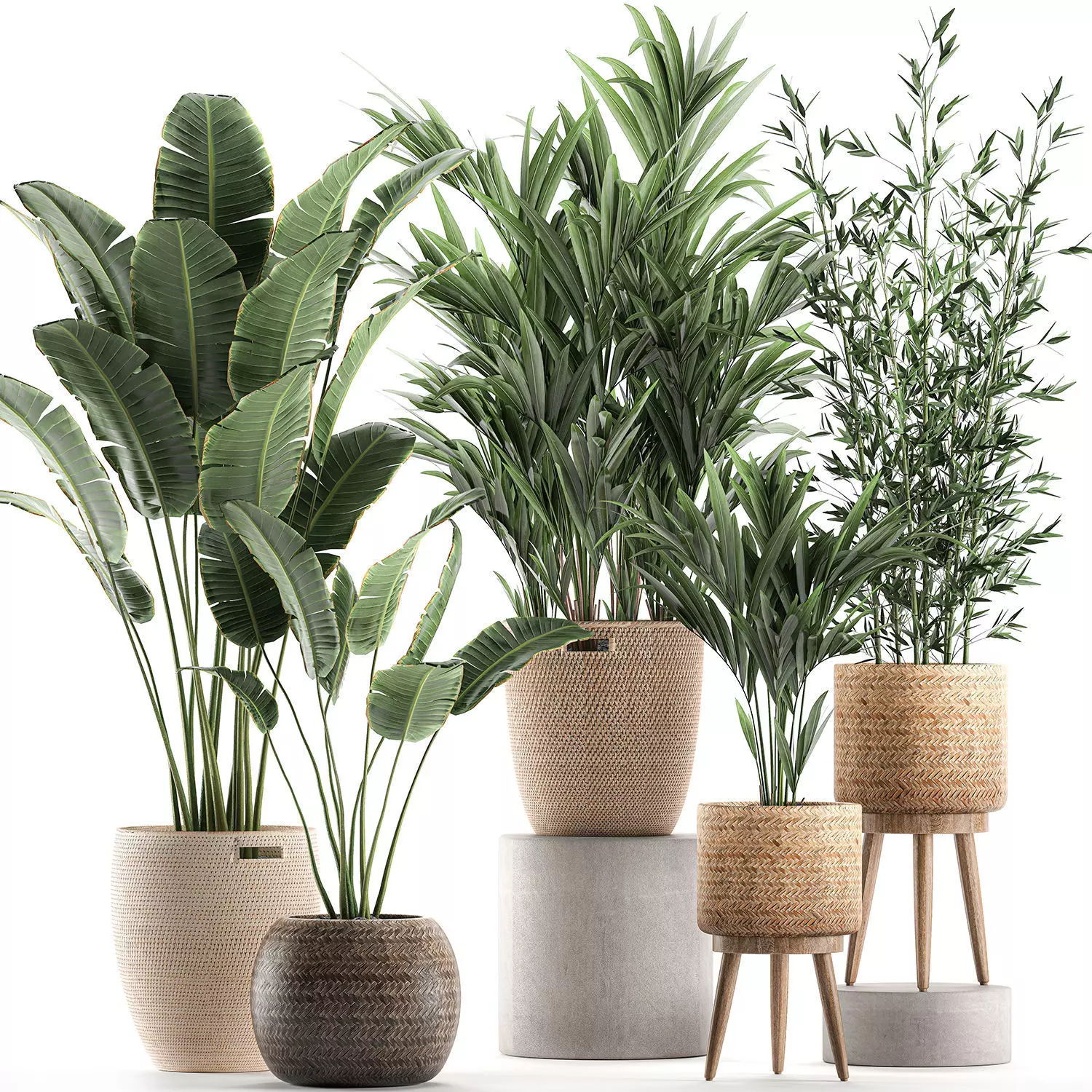 Plants in baskets for the interior 600 3D model