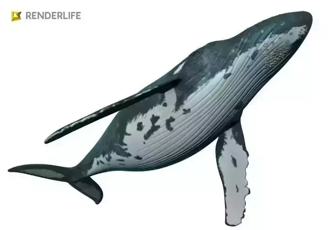 Humpback Whale with animation 3D model
