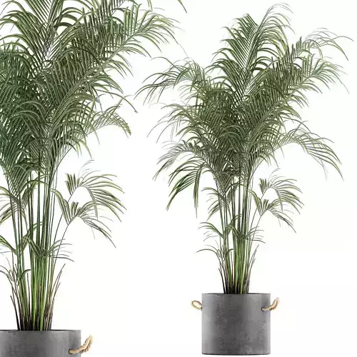 Decorative palm in a flowerpot 599