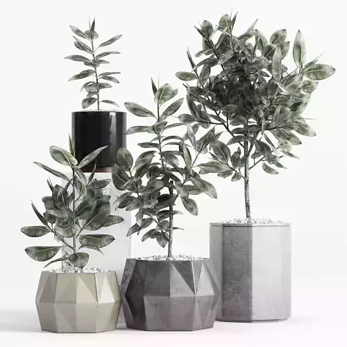  Plants and Planters  9 Ficus Elastica