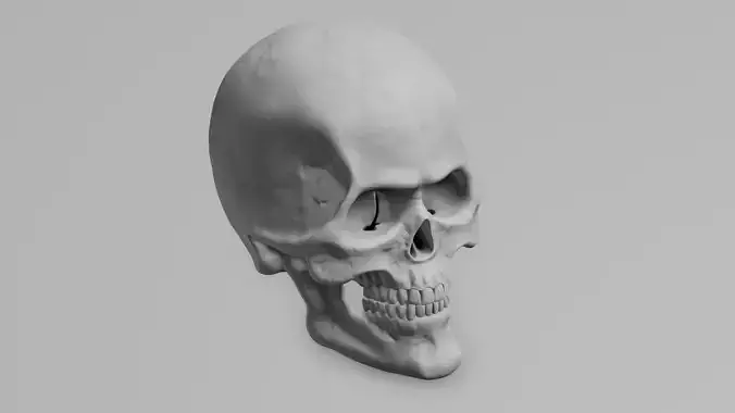 Human Skull