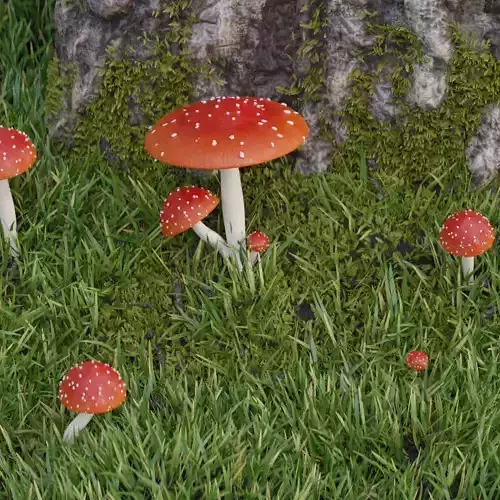Amanita Muscaria