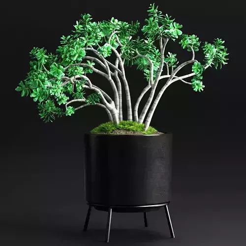  Plants and Planters 11 Jade Plant 3D model