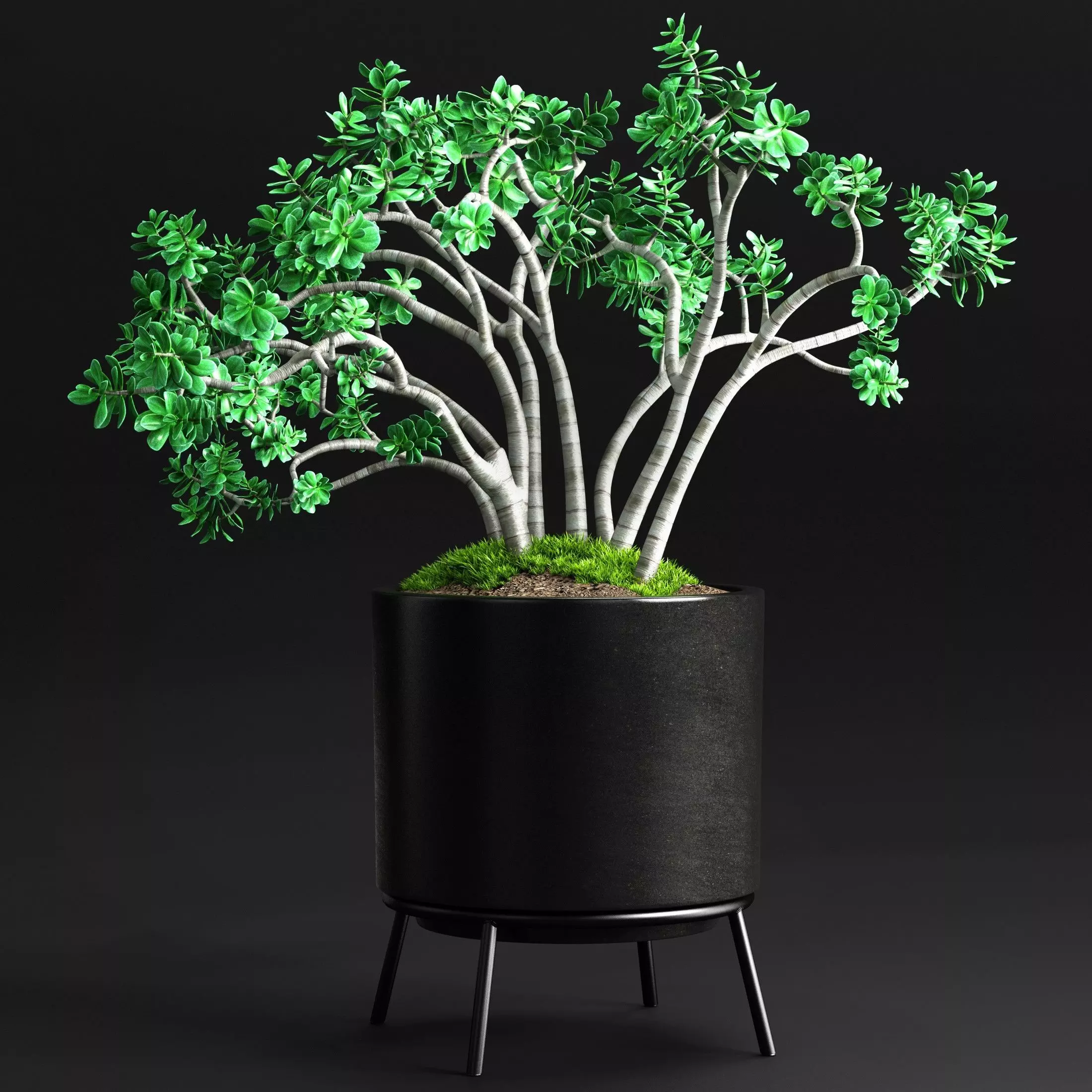 Plants and Planters 11 Jade Plant 3D model