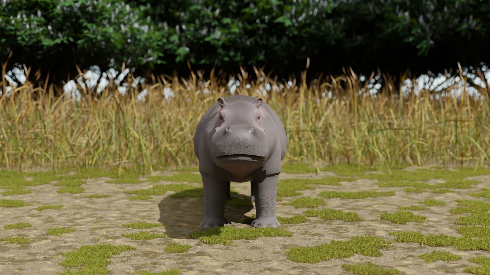 Hippo hippopotamus Low-poly 3D model_3