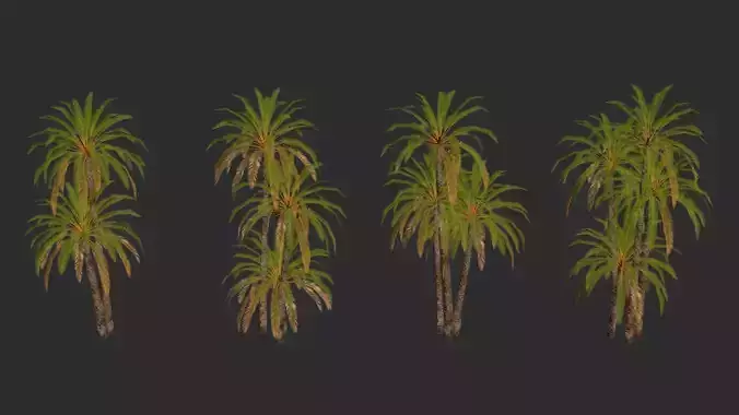 Date Palm Trees Collection