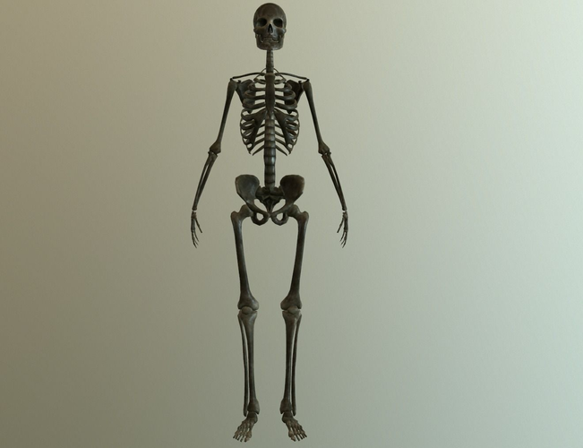 Bones human skeleton Low-poly 3D model