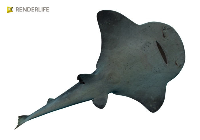Angel Shark with animation 3D model_8