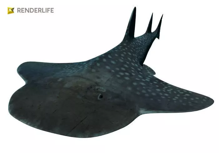 Angel Shark with animation 3D model_0