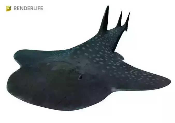 Angel Shark with animation 3D model