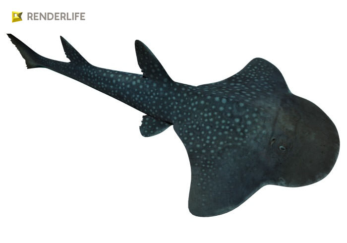Angel Shark with animation 3D model_3