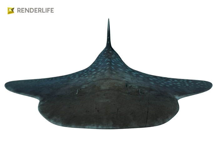Angel Shark with animation 3D model_5
